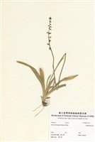 藏品(臺灣粉條兒菜)的圖片